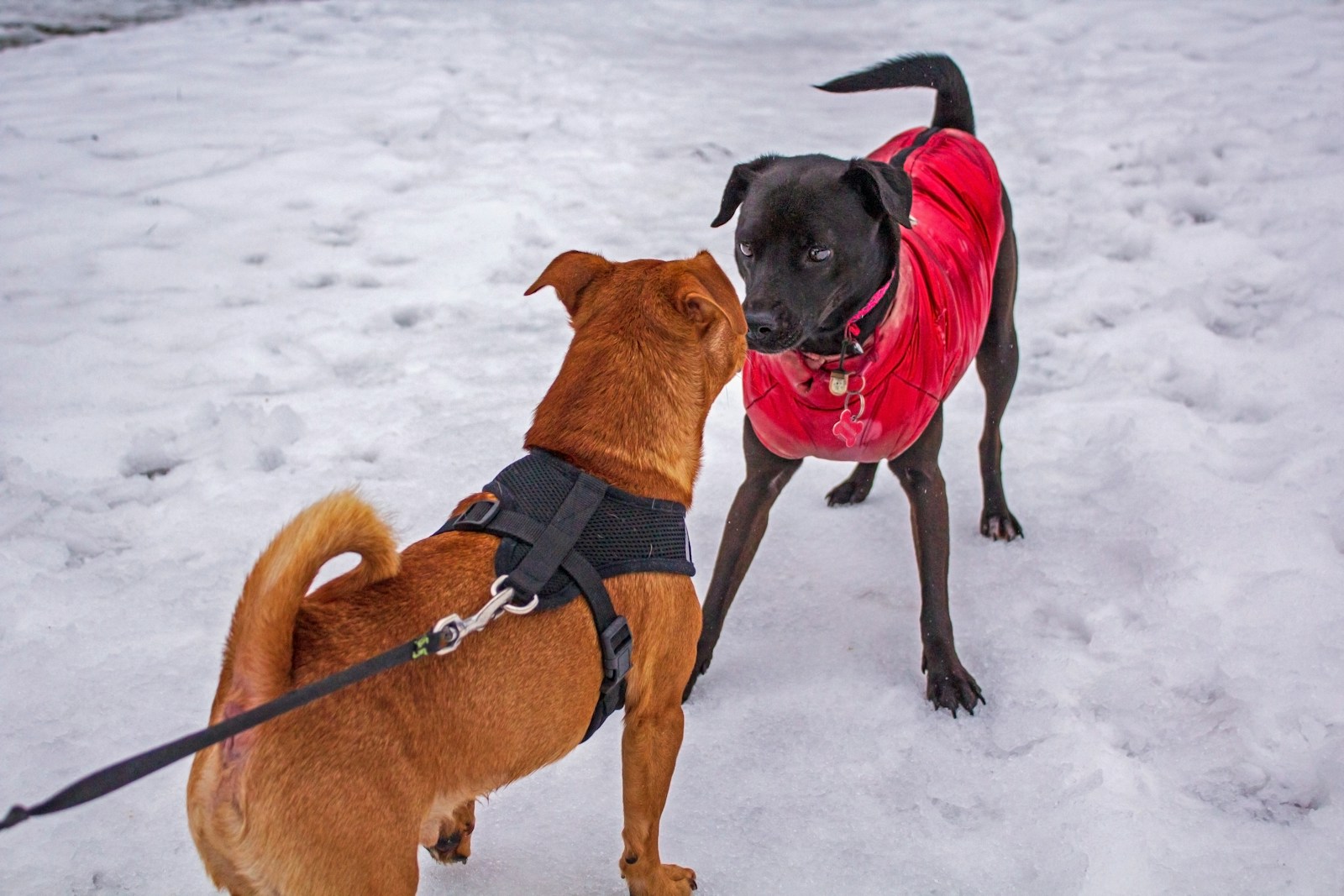 Sicherheitstipps für den Umgang mit unsicheren Hunden