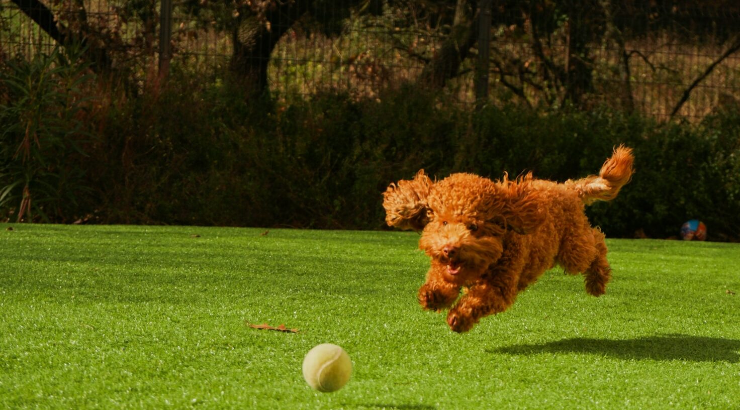 brown curly haired dog on green grass field