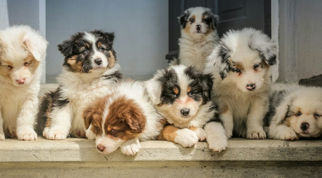 long-coated white puppy litter
