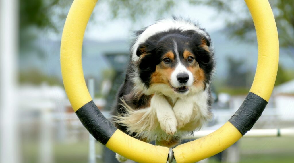 black white and brown long coated dog on yellow and white inflatable ring
