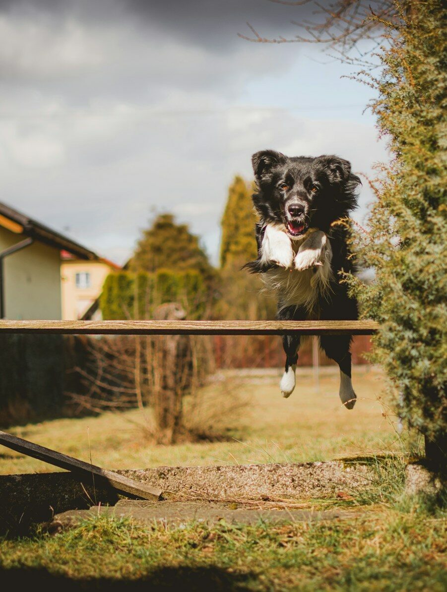 dog jumping over wood plank