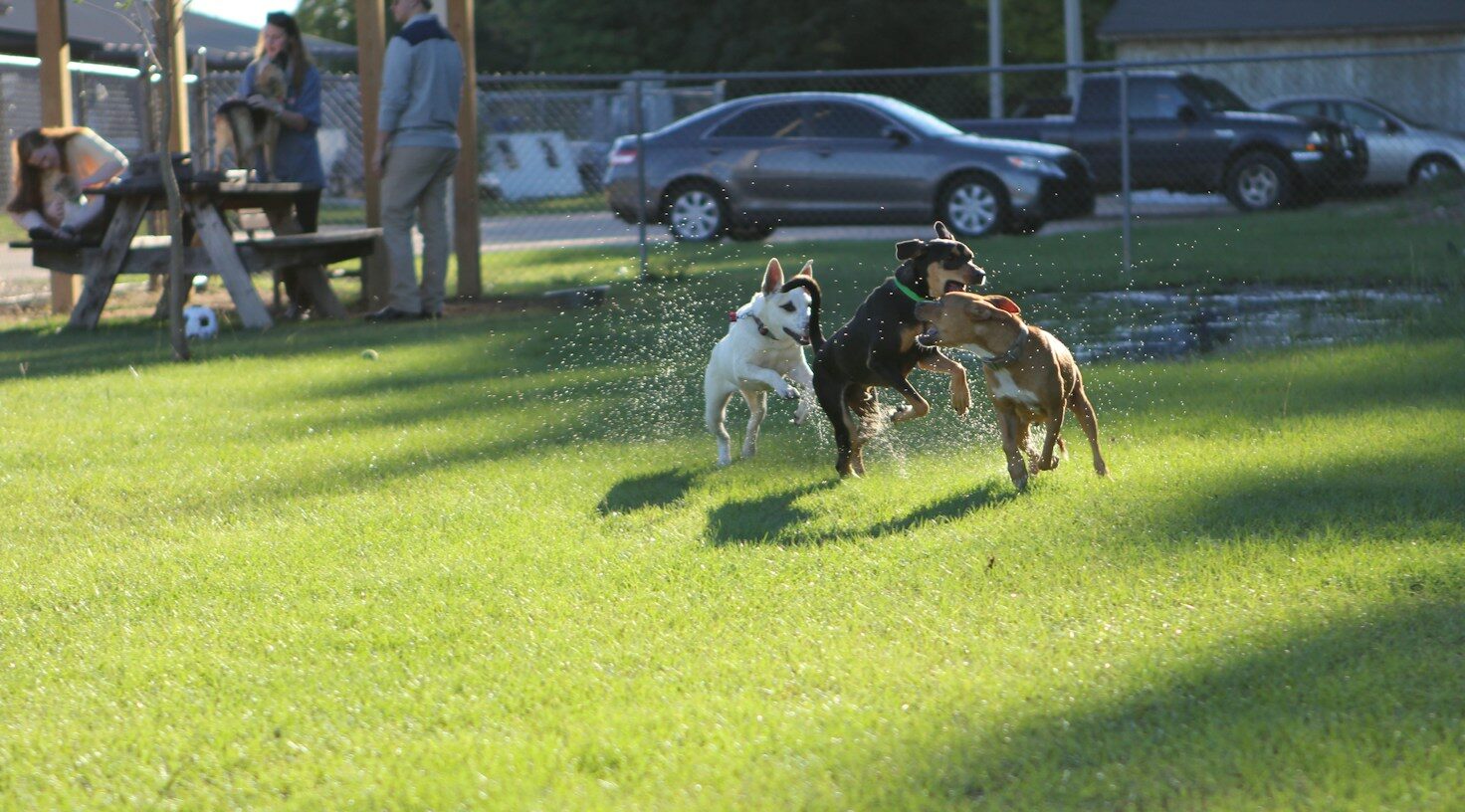 Ein Besuch auf der Hundewiese: Tipps für Anfänger